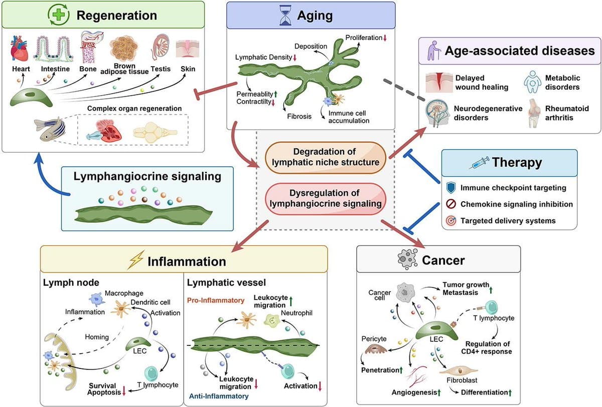 Lymphatic Dysregulation Fuels Aging and Disease