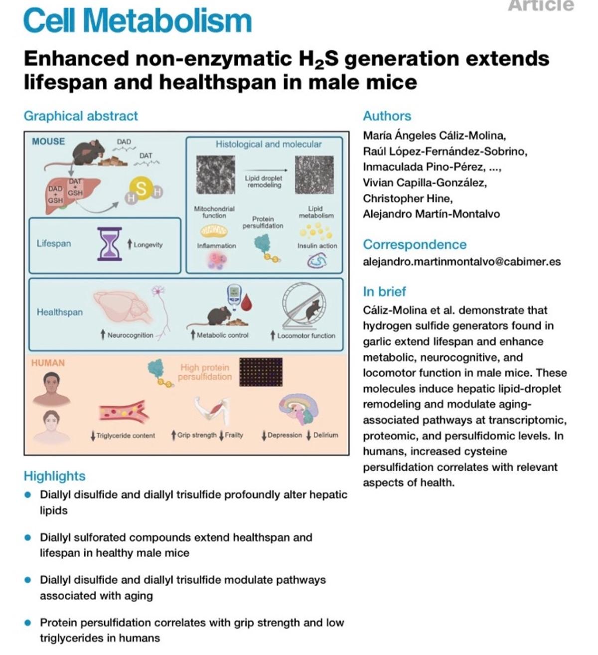 Garlic-Derived DAS Outperforms Metformin, Extending Mouse Lifespan