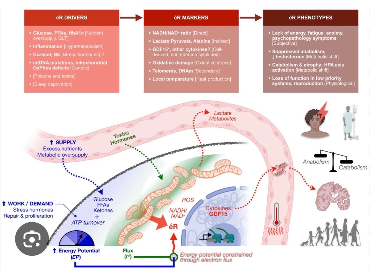 Excess Energy Resistance Drives Aging; Lifestyle Lowers It