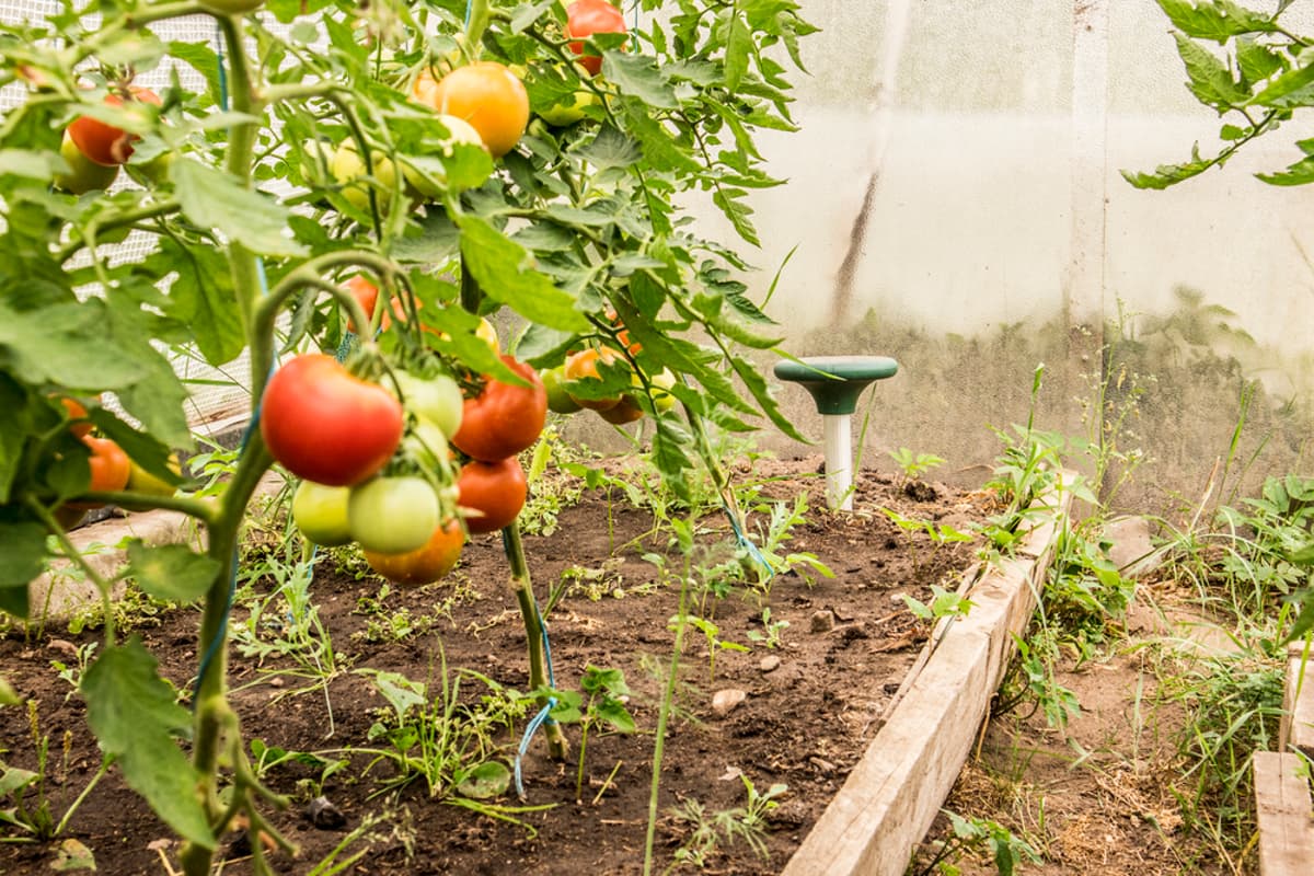 Use Mole Repellent to Stop Yard Tunnels