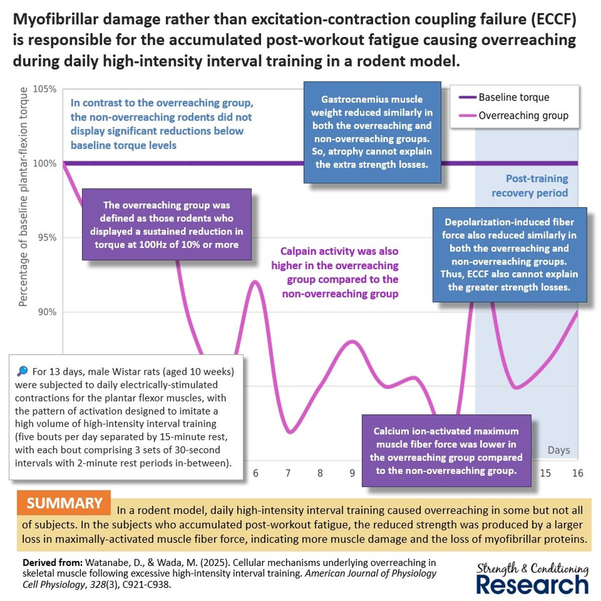 Muscle Damage Drives Overreaching, Not Coupling Failure