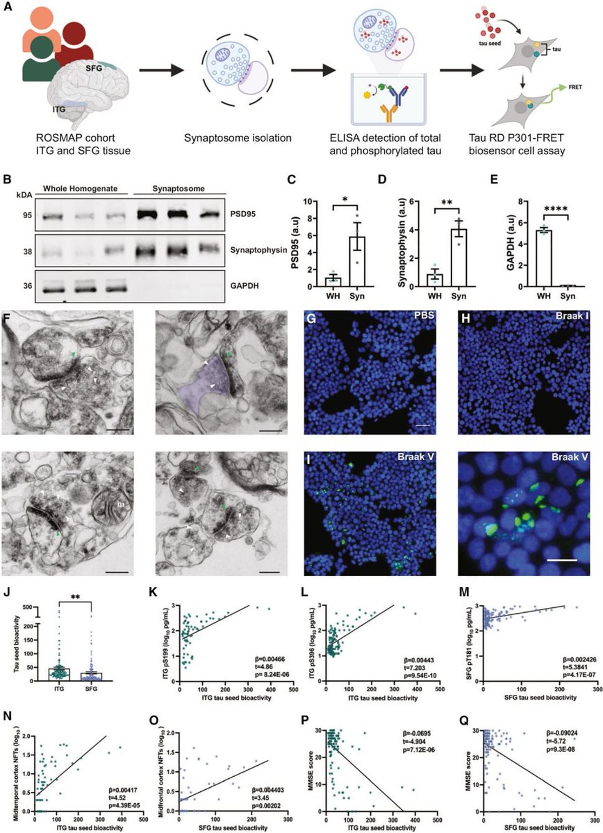 Tau Seeds Trigger Widespread Neurofibrillary Tangles via Connectivity