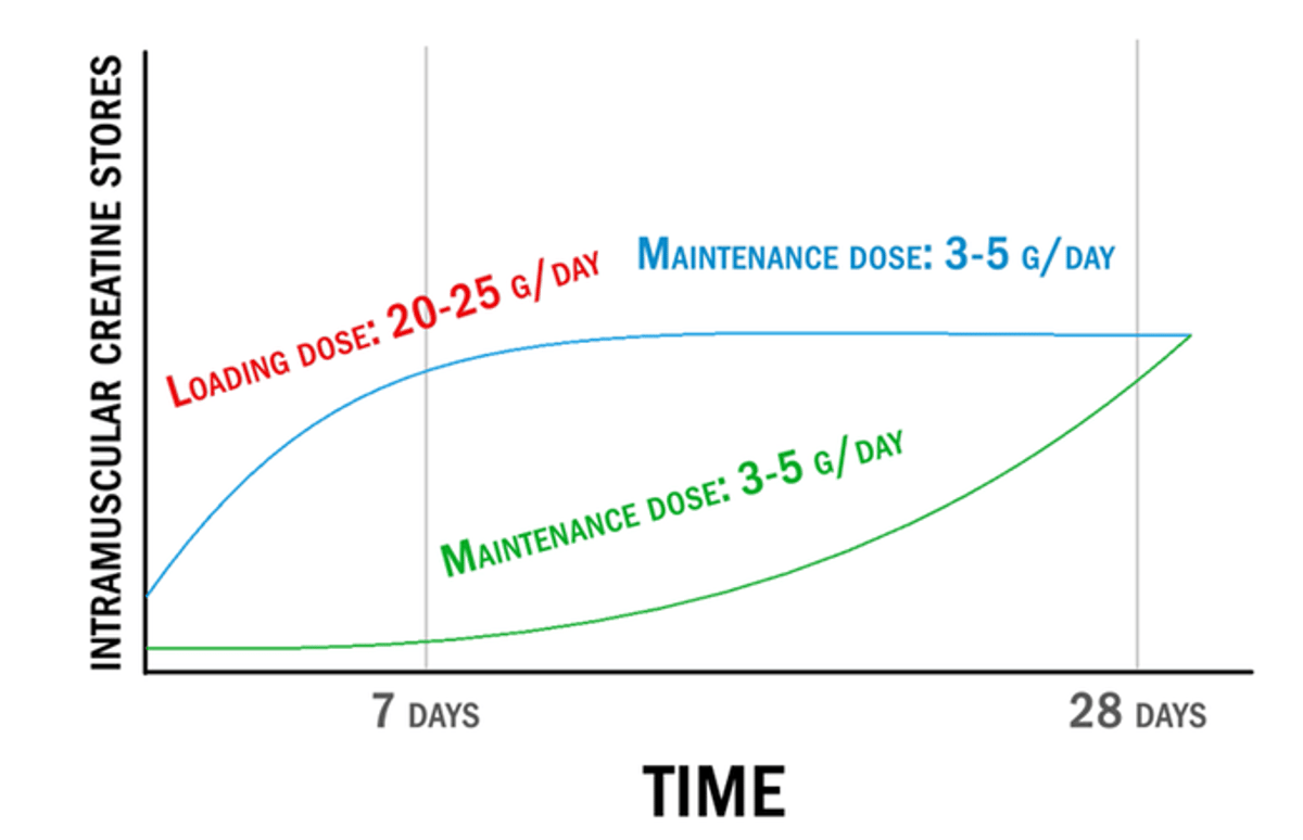 Loading Speeds Creatine Saturation; Maintenance Works Too