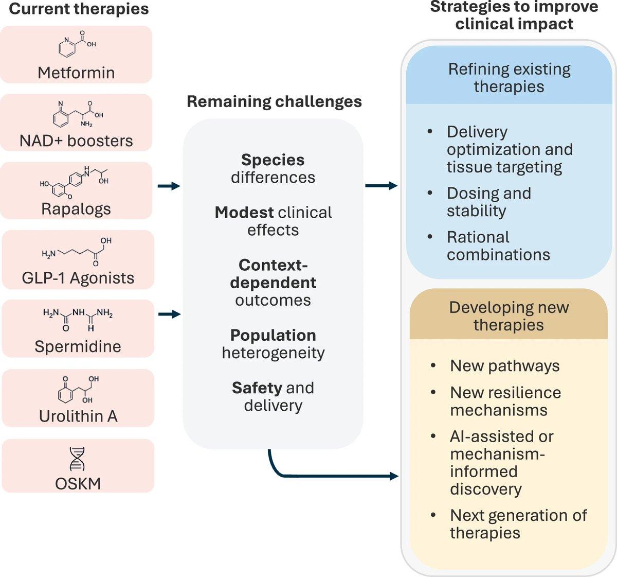 Organelle Resilience Guides Next-Gen Longevity Strategies