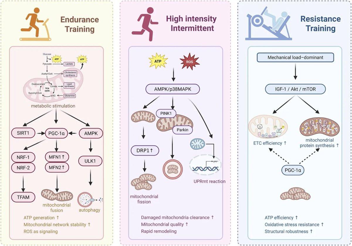 Exercise Remodels Mitochondrial Quality Control to Slow Aging