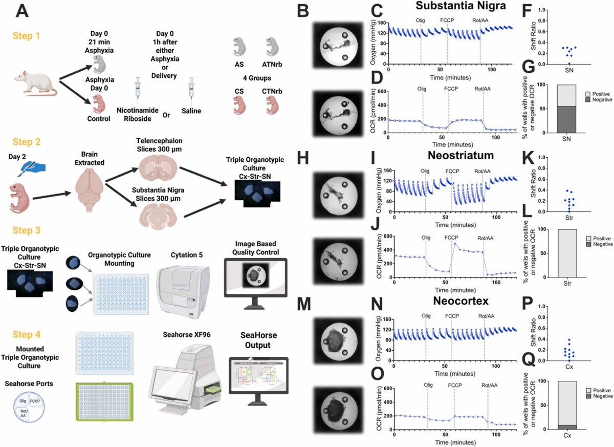 Nicotinamide Riboside Blocks Lasting Mitochondrial Damage Post‑asphyxia