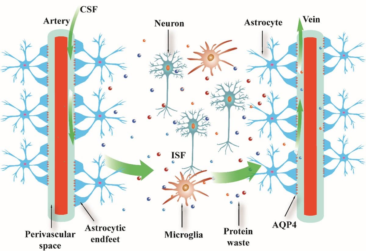 Glymphatic System Key to Alzheimer’s Prevention and Treatment