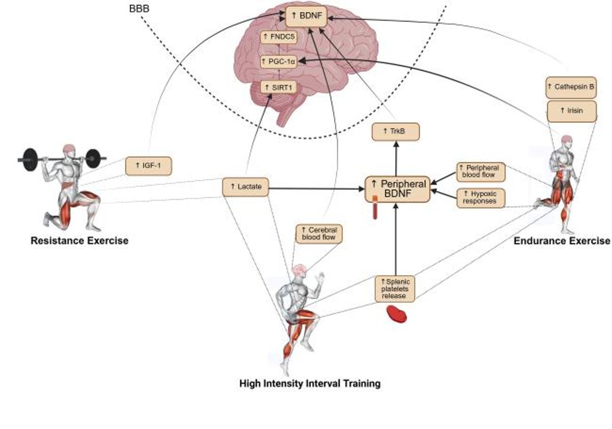 Exercise and Nutrition Boost BDNF for Better Cognition