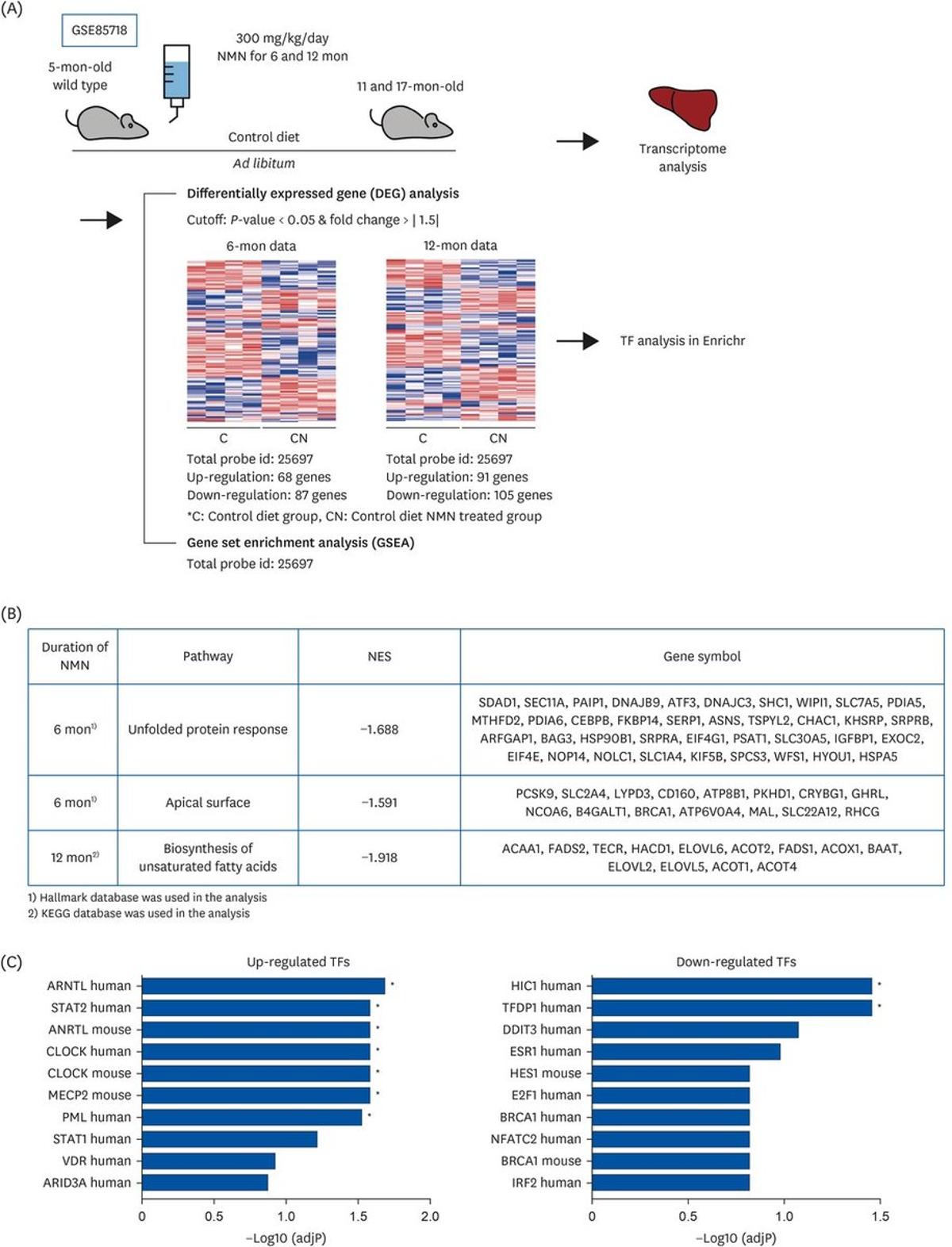 NMN Eases Liver ER Stress, Resets Circadian Rhythm