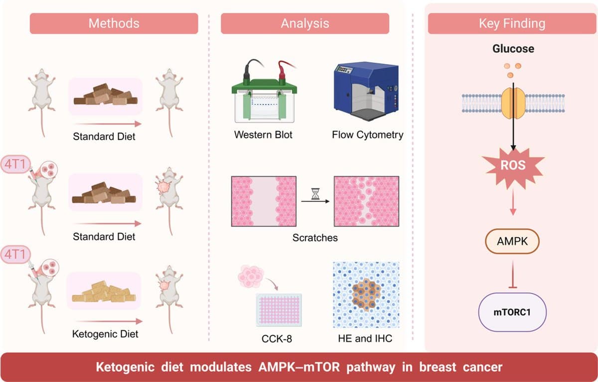 Ketogenic Diet Suppresses Breast Cancer via AMPK/mTOR Pathway