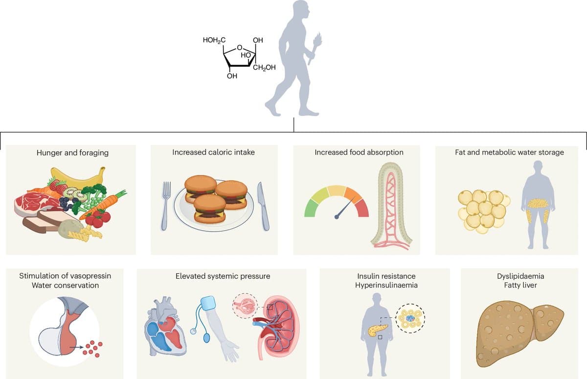 Fructose: Evolutionary Signal Turned Modern Health Hazard