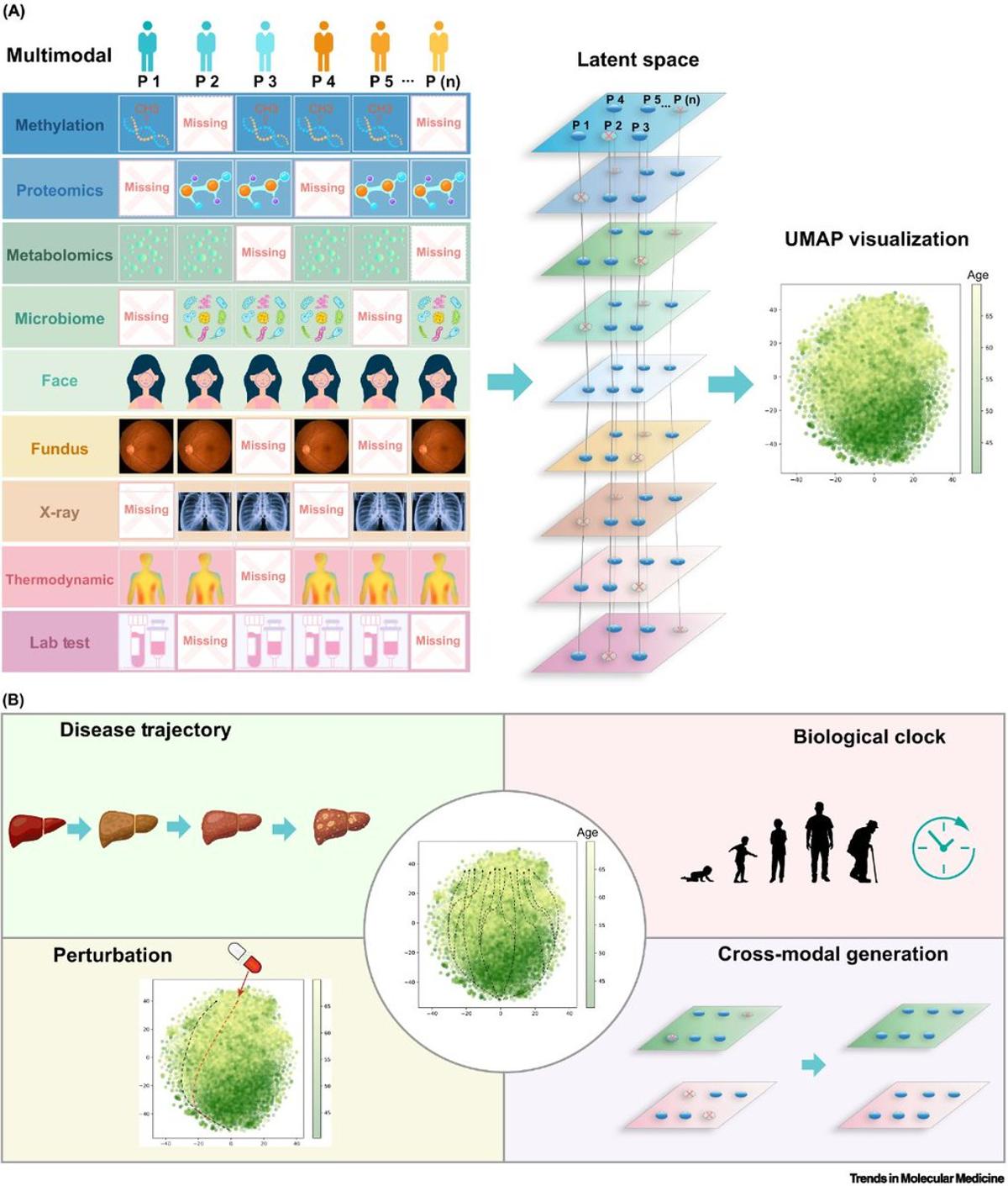 Omics and AI Build Precise Biological Age Clocks