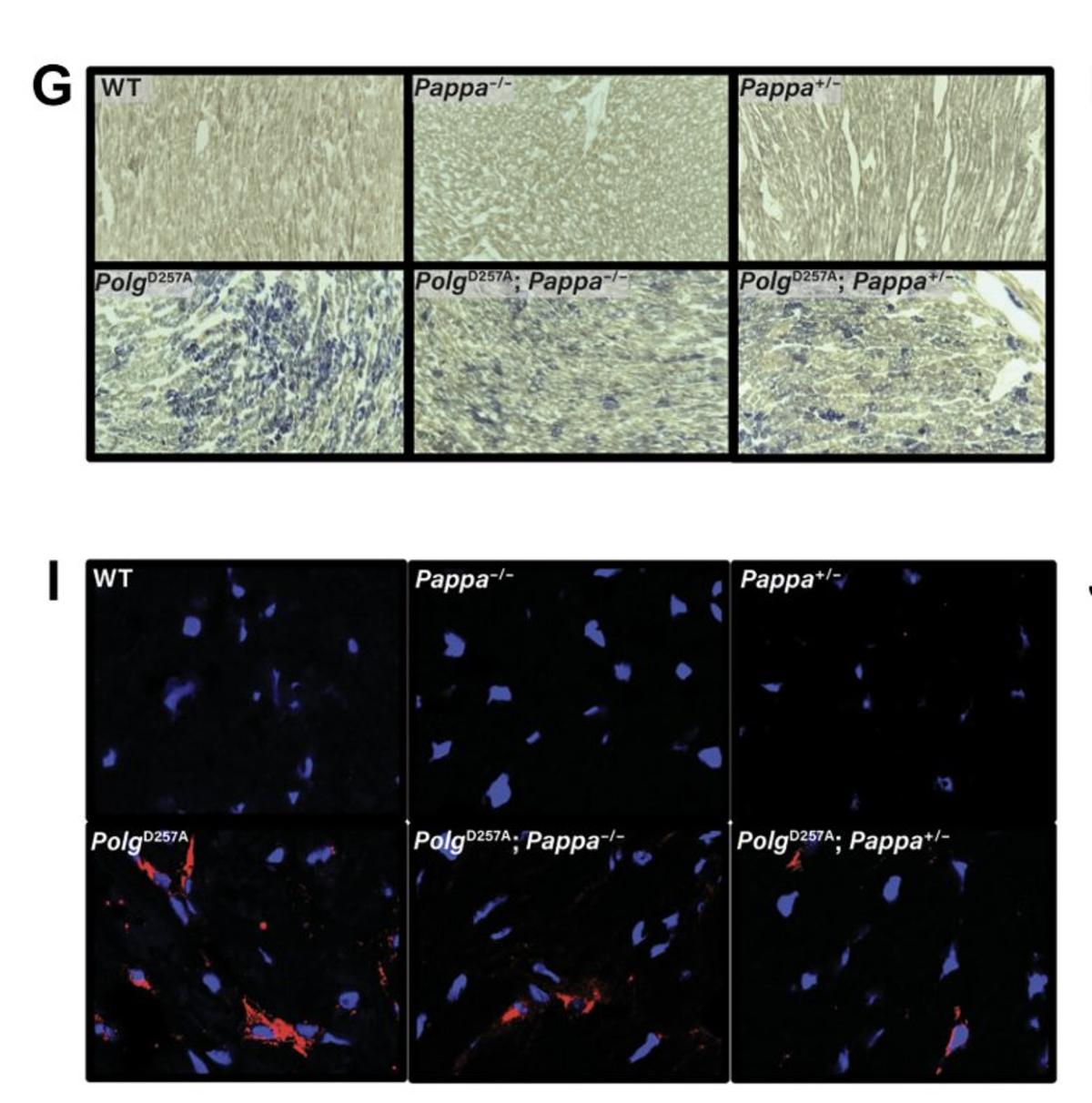 Mitochondrial DNA Stability Crucial for IGF‑1 Longevity Benefits