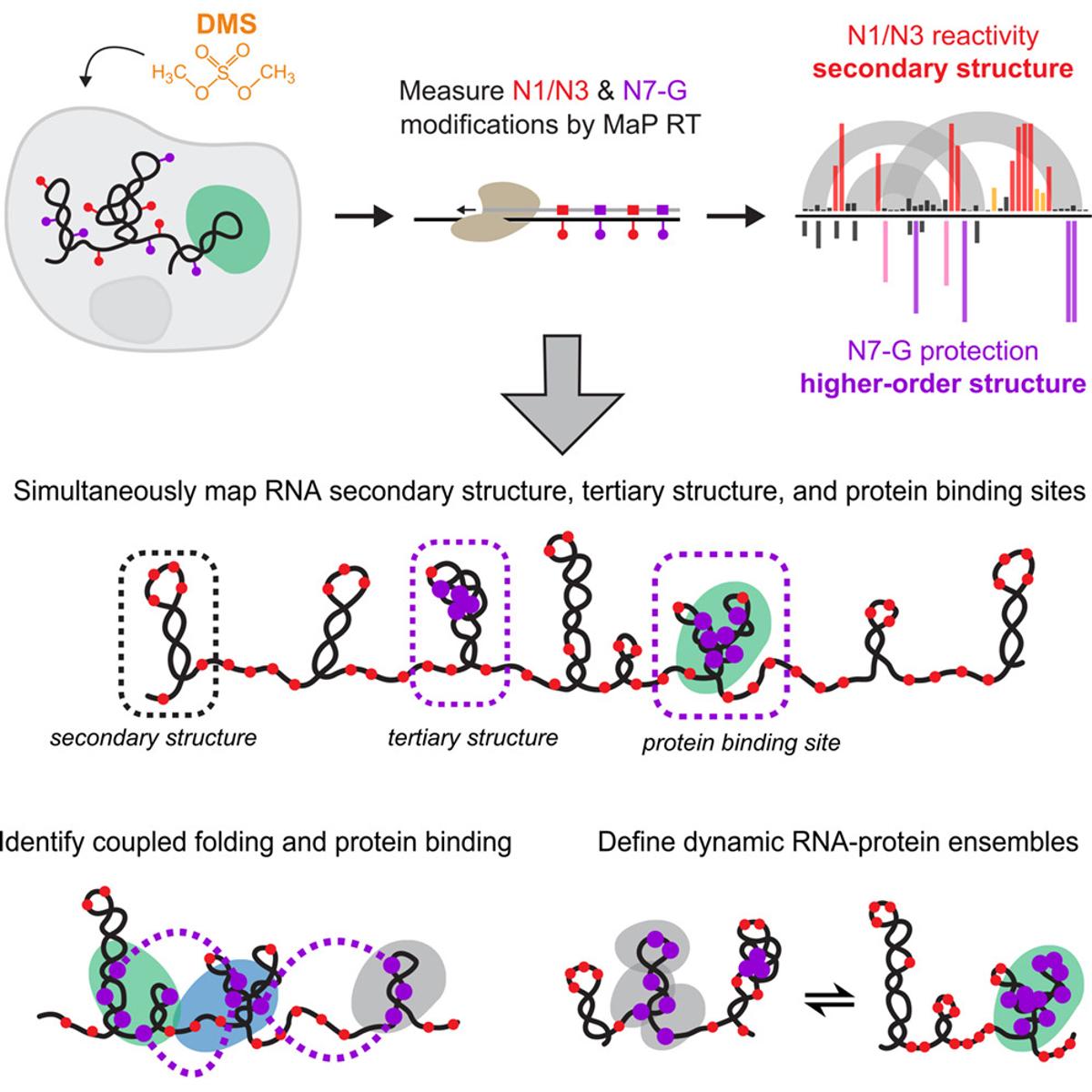 Two New Methods Advance RNA 3D Structure Prediction