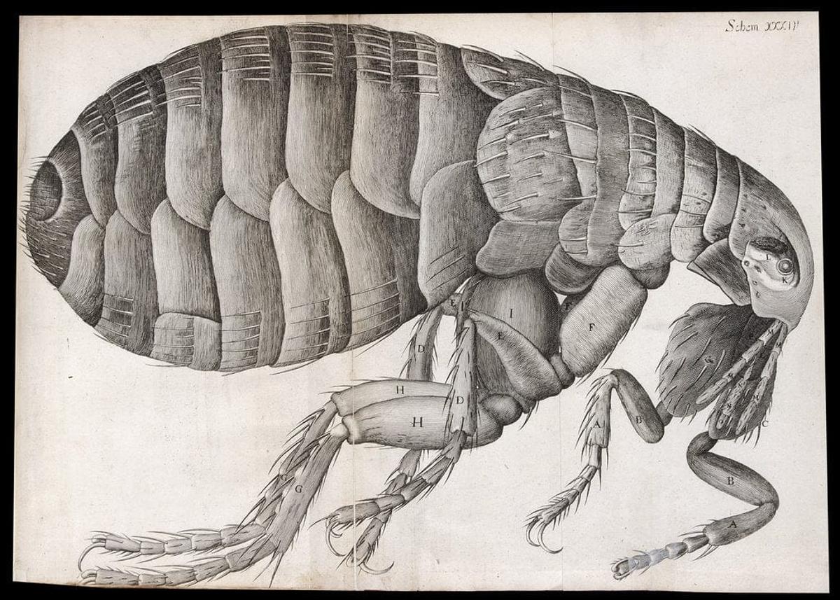 Hooke's Micrographia Sparked Curiosity, Igniting the Scientific Revolution