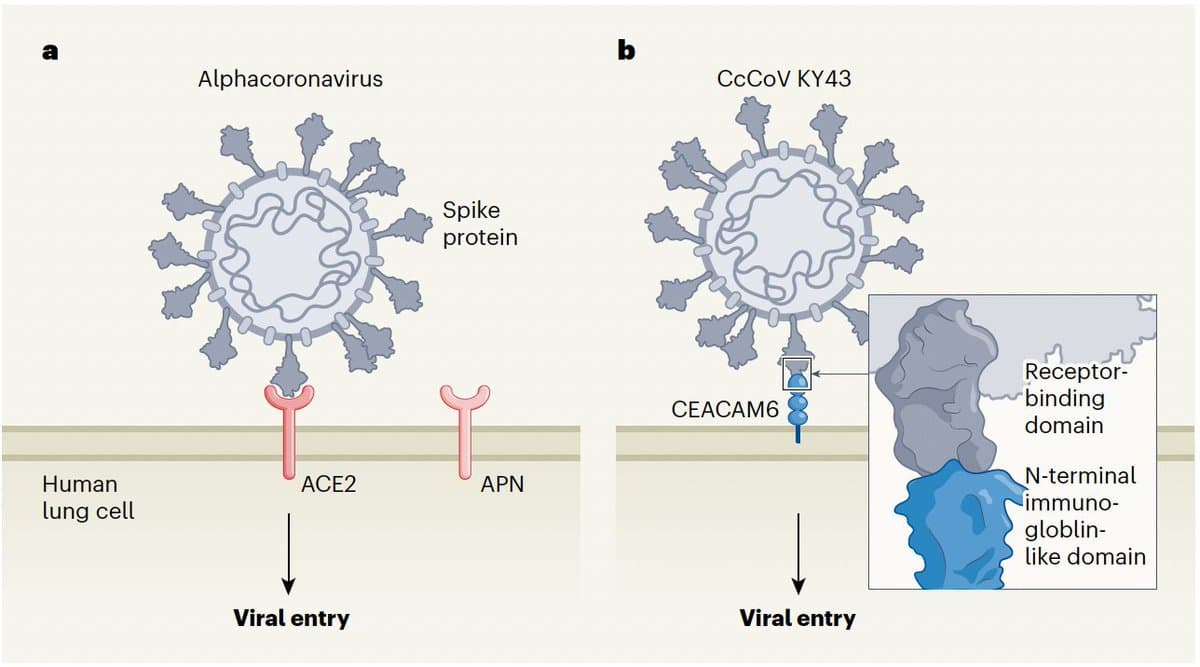New Receptor Enables Bat Alphacoronavirus Entry Into Humans