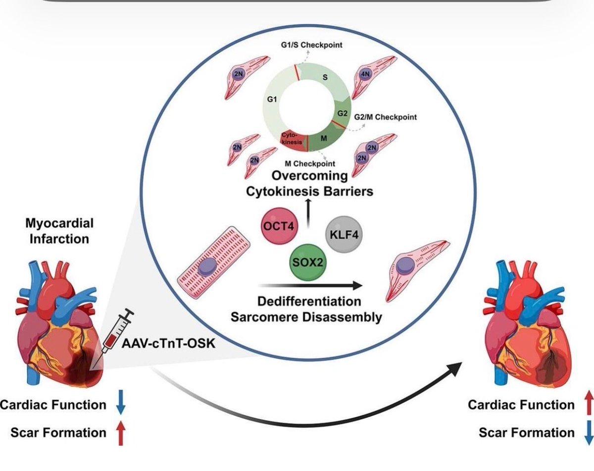 OSK Reprogramming Restores Adult Heart Regeneration