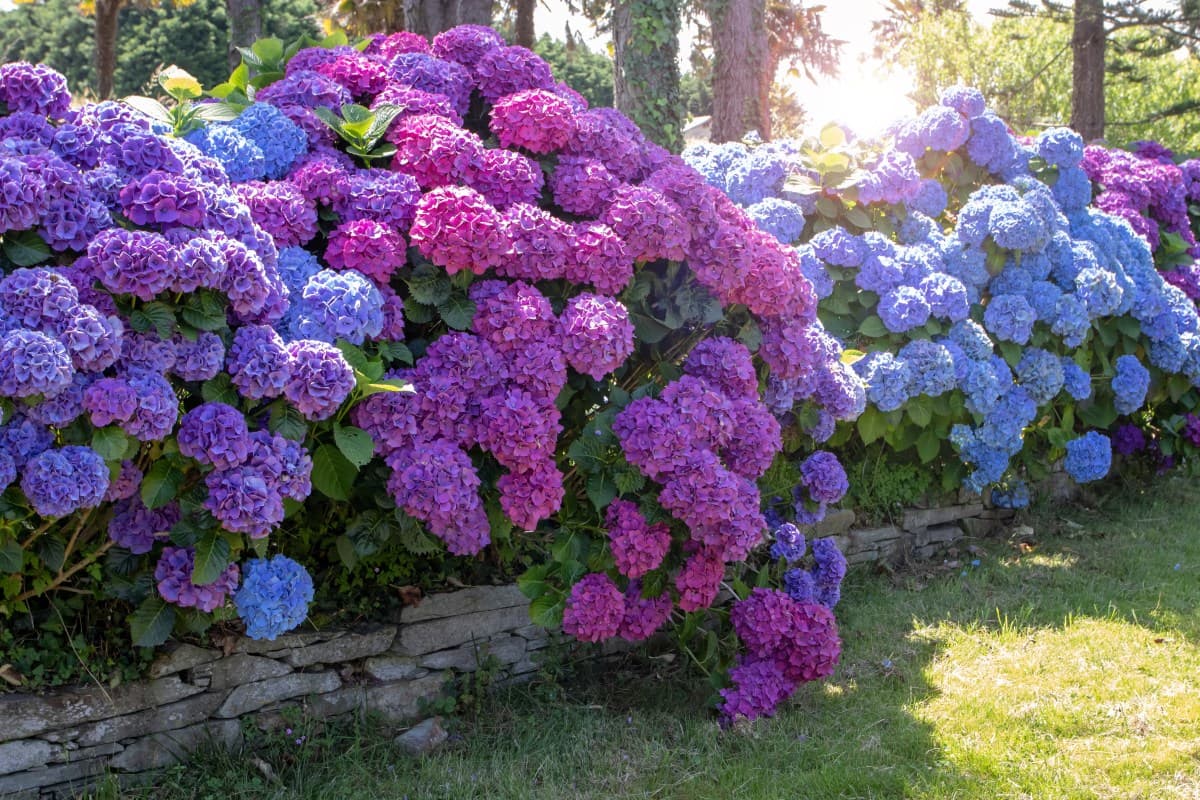 600 Hydrangea Cultivars Offer Colorful Garden Options