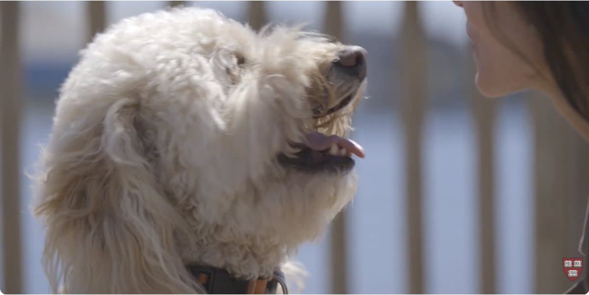 Harvard Study Shows Dogs Significantly Lower Stress