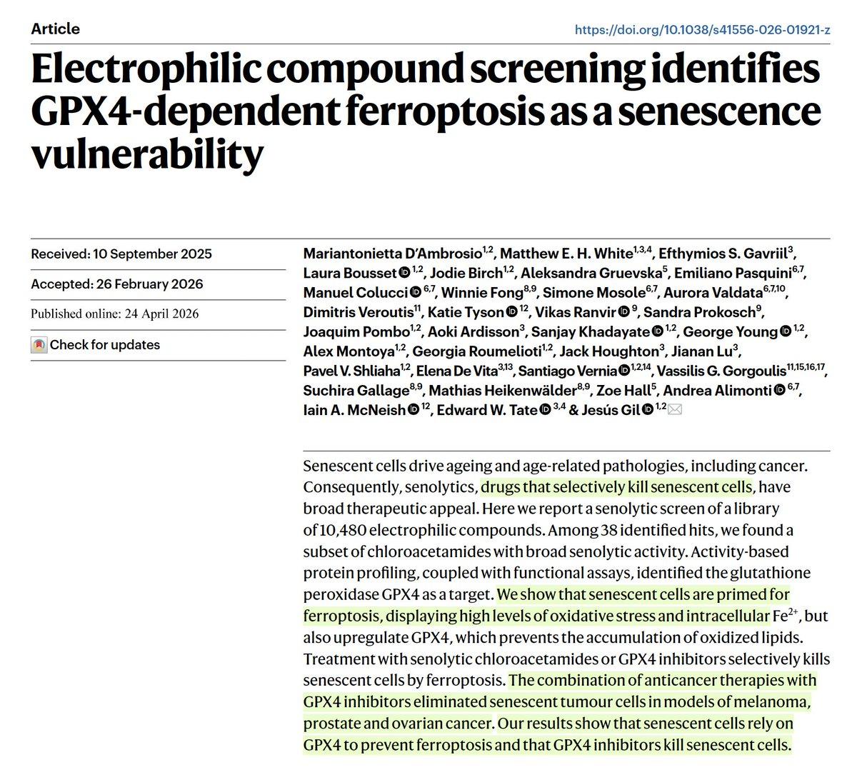 GPX4 Inhibitors Eradicate Senescent Tumor Cells, Boost Chemo Efficacy