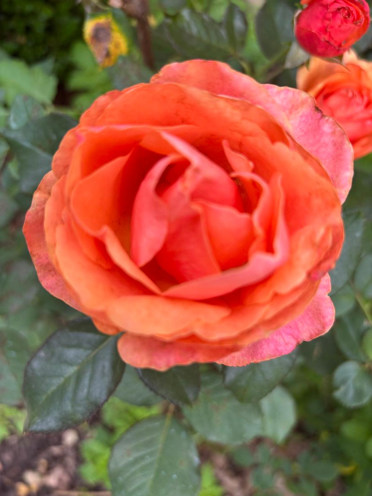 Demand Destruction Is Permanent; Demand Decline Can Rebound