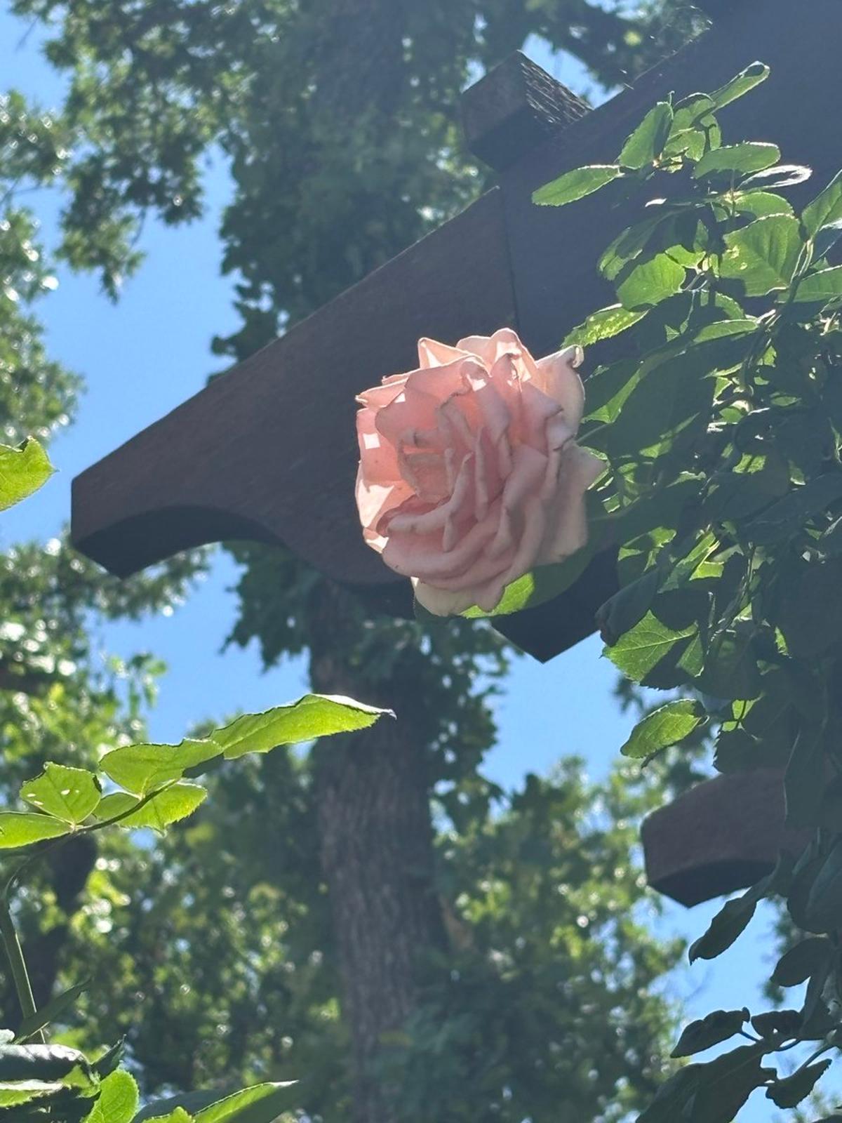 Supply Vs. Demand Oil Shocks: Asymmetric Realities