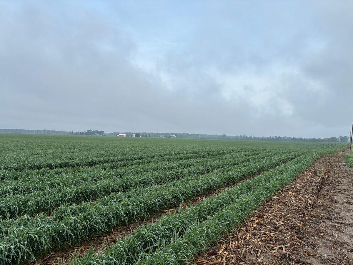 Intercrop Wheat with Soybeans to Boost Yield, Cut Inputs