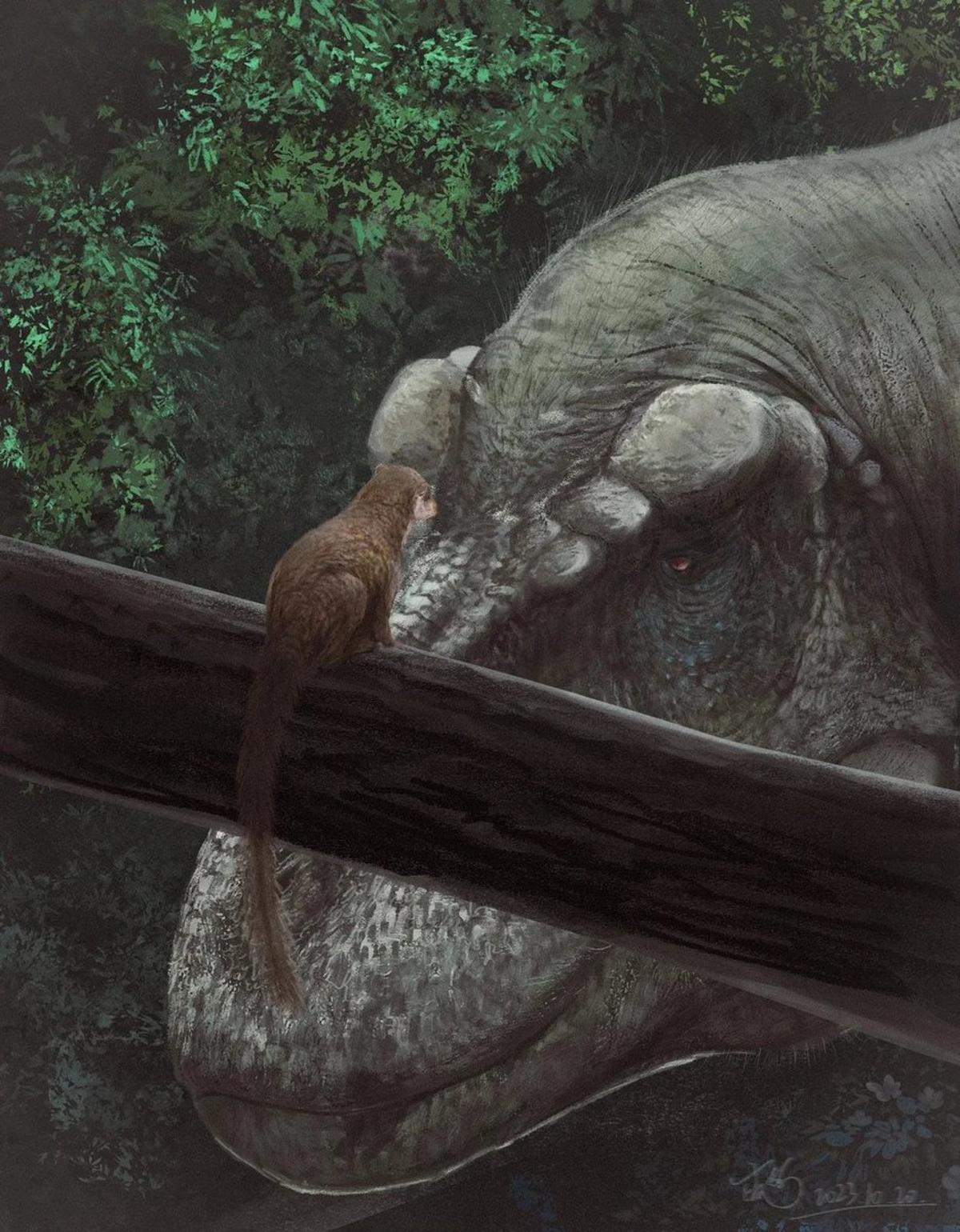 From Purgatorius to Humans: 66 Million Years Apart