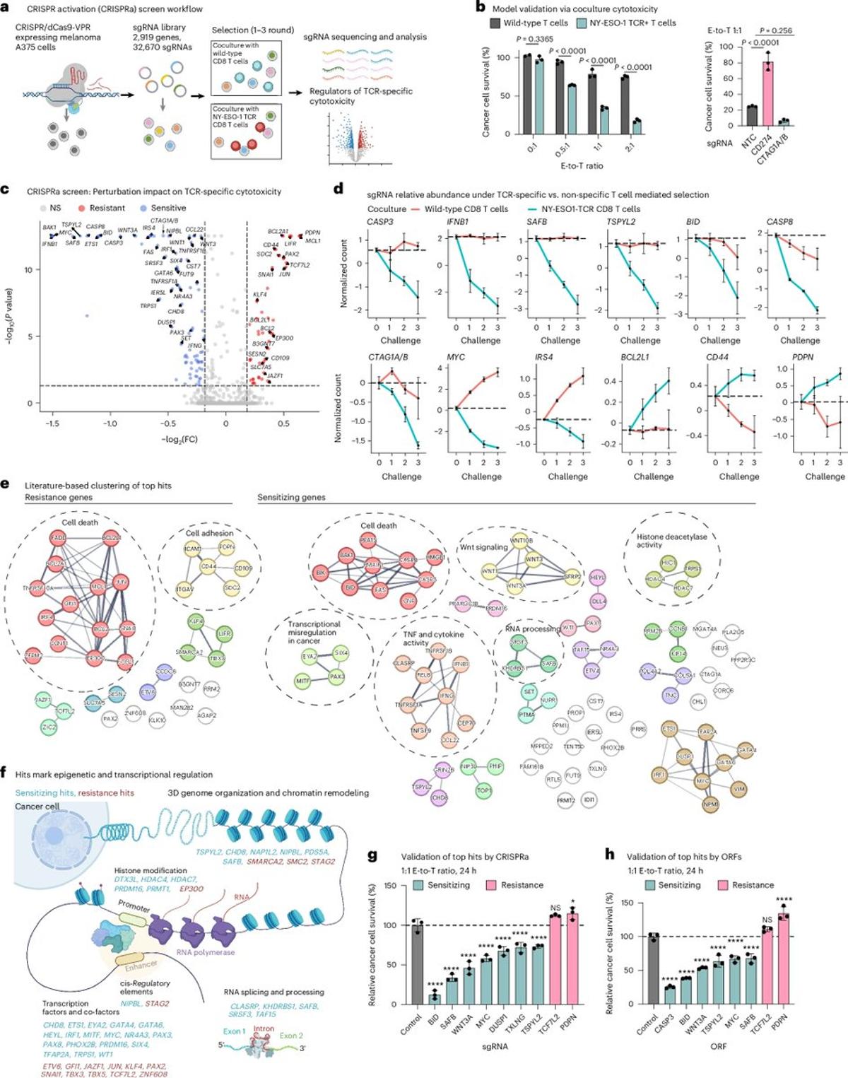 CRISPR Screens Reveal RNA Targets that Boost T‑cell Killing