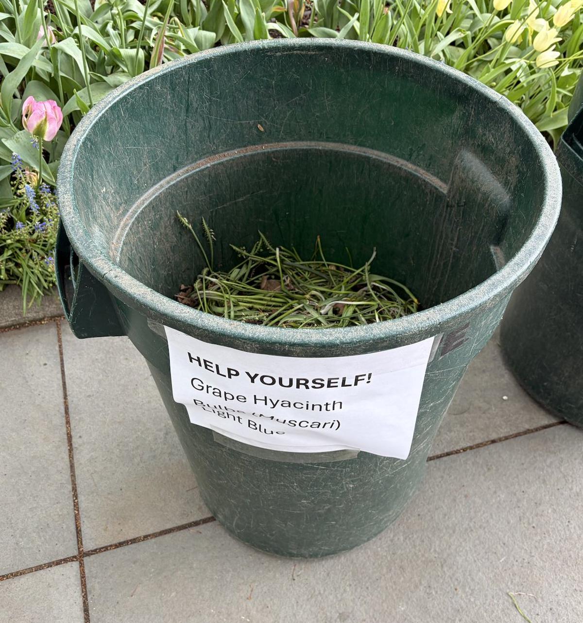Free Garden Bulbs, Volunteer Cleanup at Inwood Hill