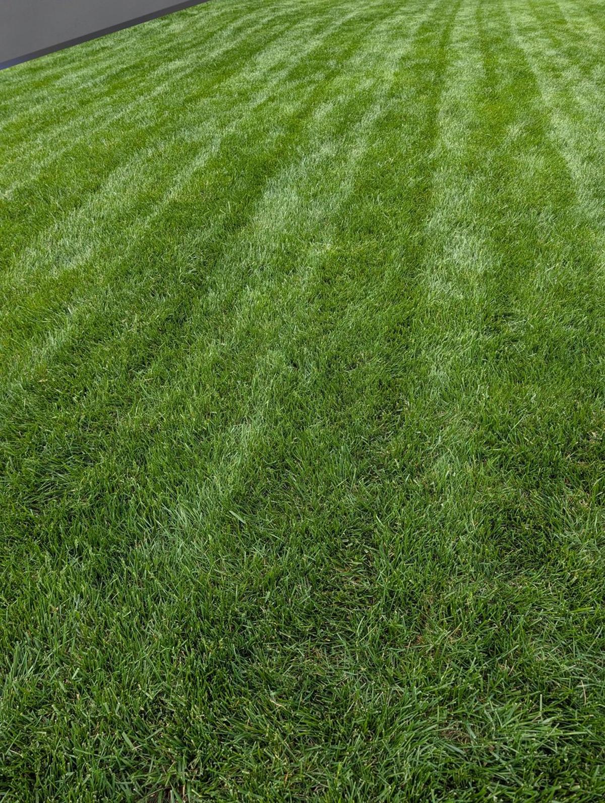 Apply Milorganite Now for a Thick, Dark Green Lawn