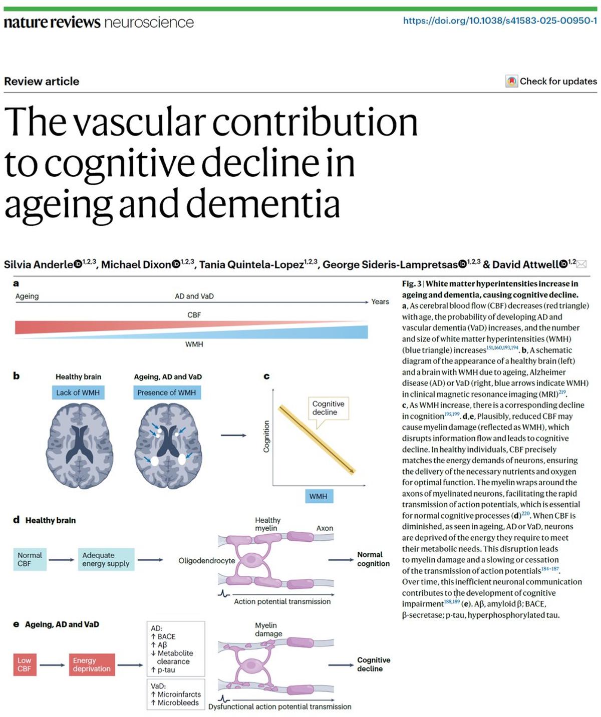Vascular Dysfunction May Drive Cognitive Decline and Dementia