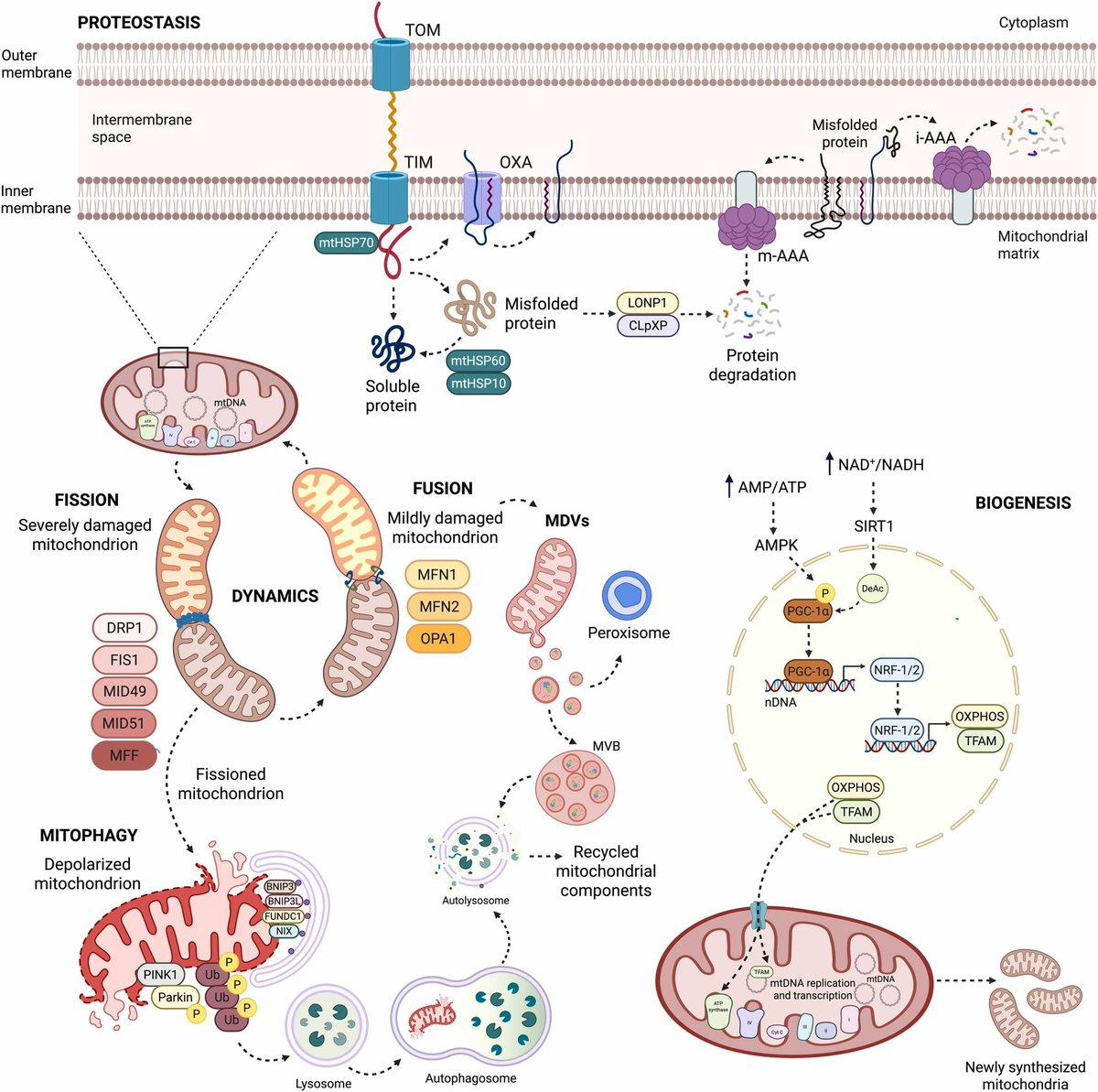 Mitochondria-Derived Vesicles Key to Brain Aging Control