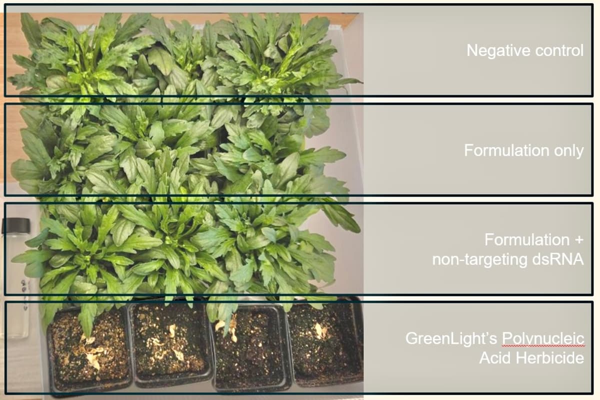 RNA‑based Herbicide Kills Resistant Weeds, Leaves Crops Untouched