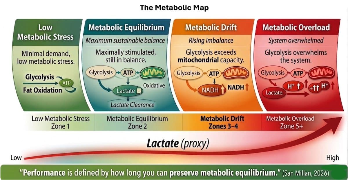 Lactate: The Body’s Solution to Redox Limits