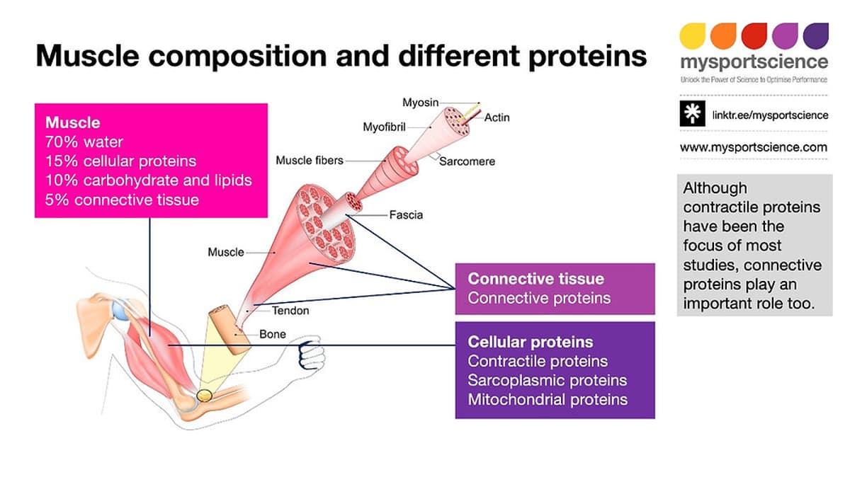 Collagen's Role in Muscle Connective Tissue Remains Unclear