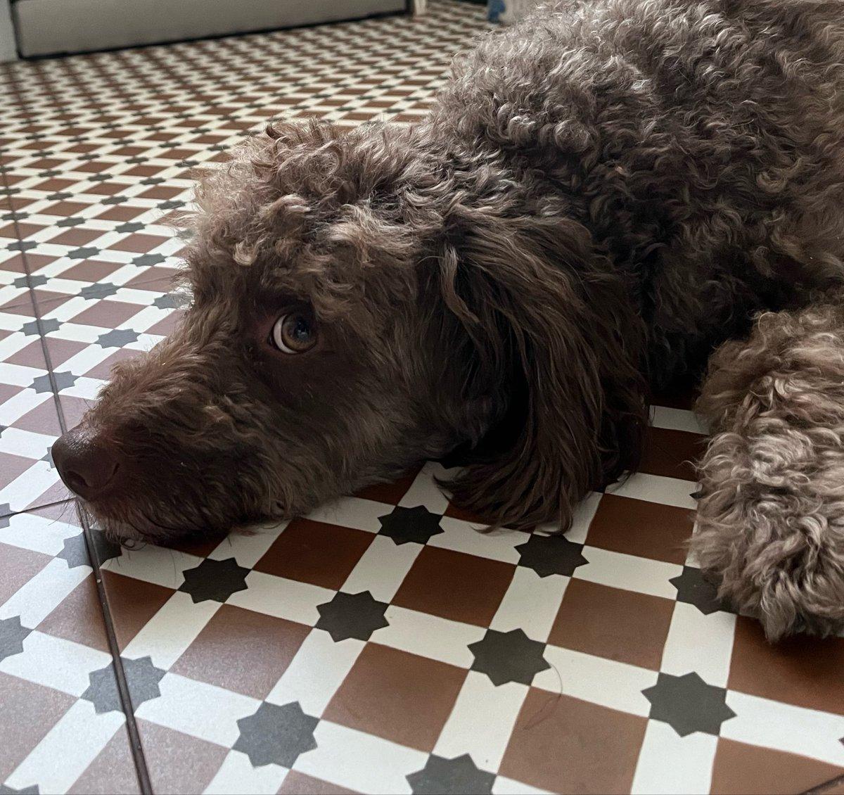Dogs: The Ultimate Grounding Companion, Not Grass