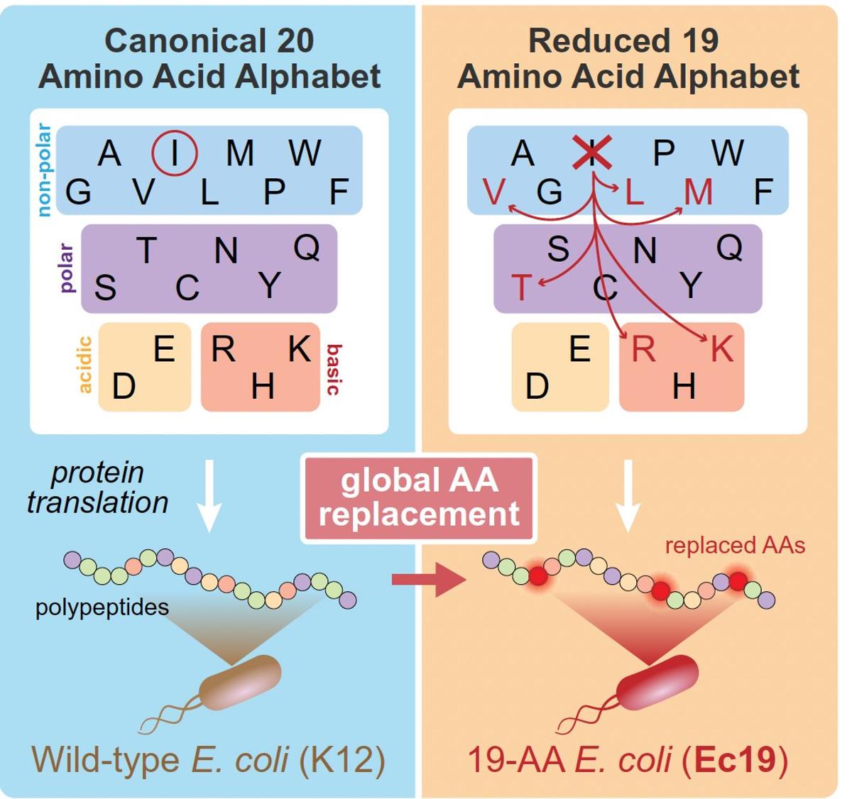 AI Designs Life Using only 19 Amino Acids