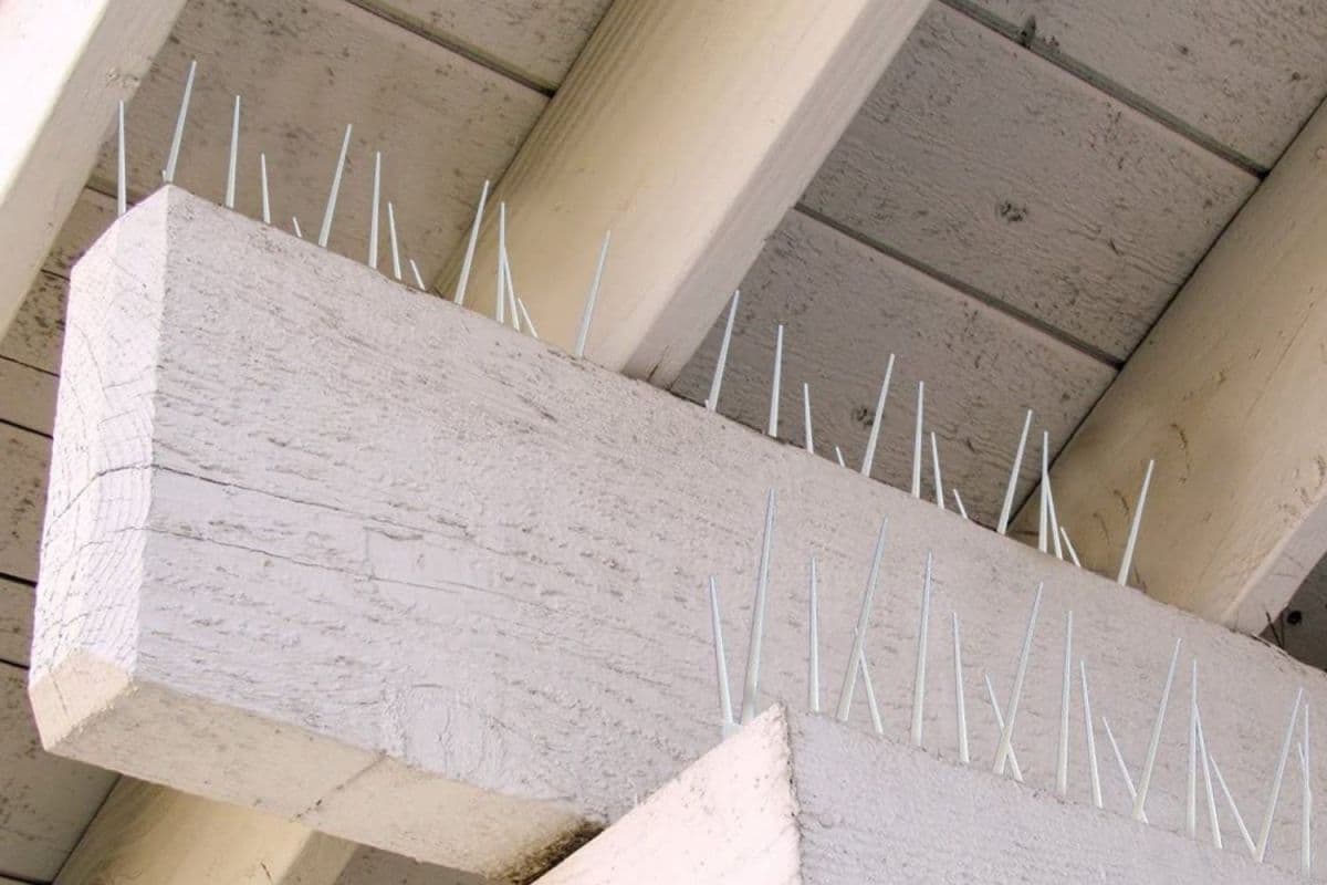 Effective Bird Deterrents Safeguard Your Garden