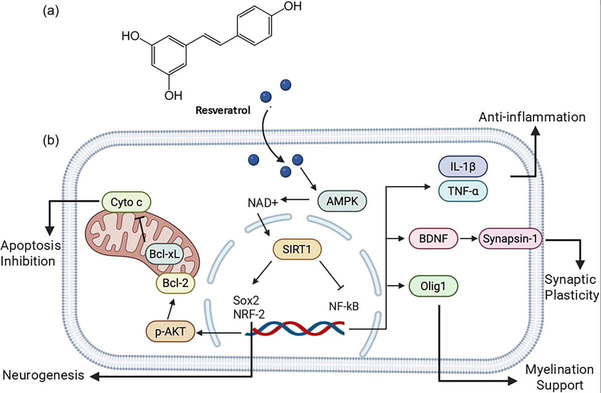 Maternal Polyphenols Boost Fetal Brain Development in Rodents