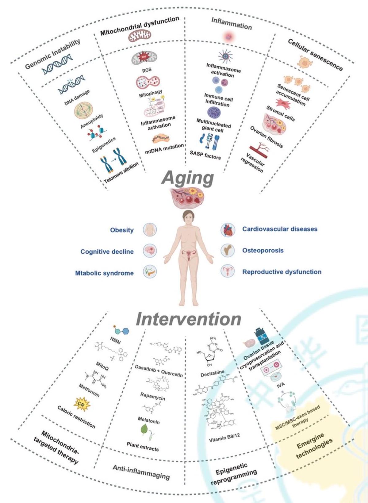 Decoding Ovarian Aging to Extend Reproductive Lifespan