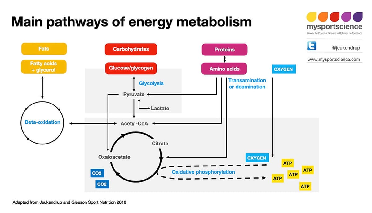 How Sugar Fuels Muscles and Becomes CO₂