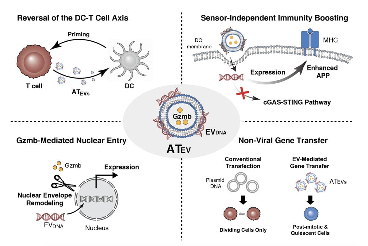 T‑cell Vesicles Deliver DNA, Converting Cold Tumors Hot