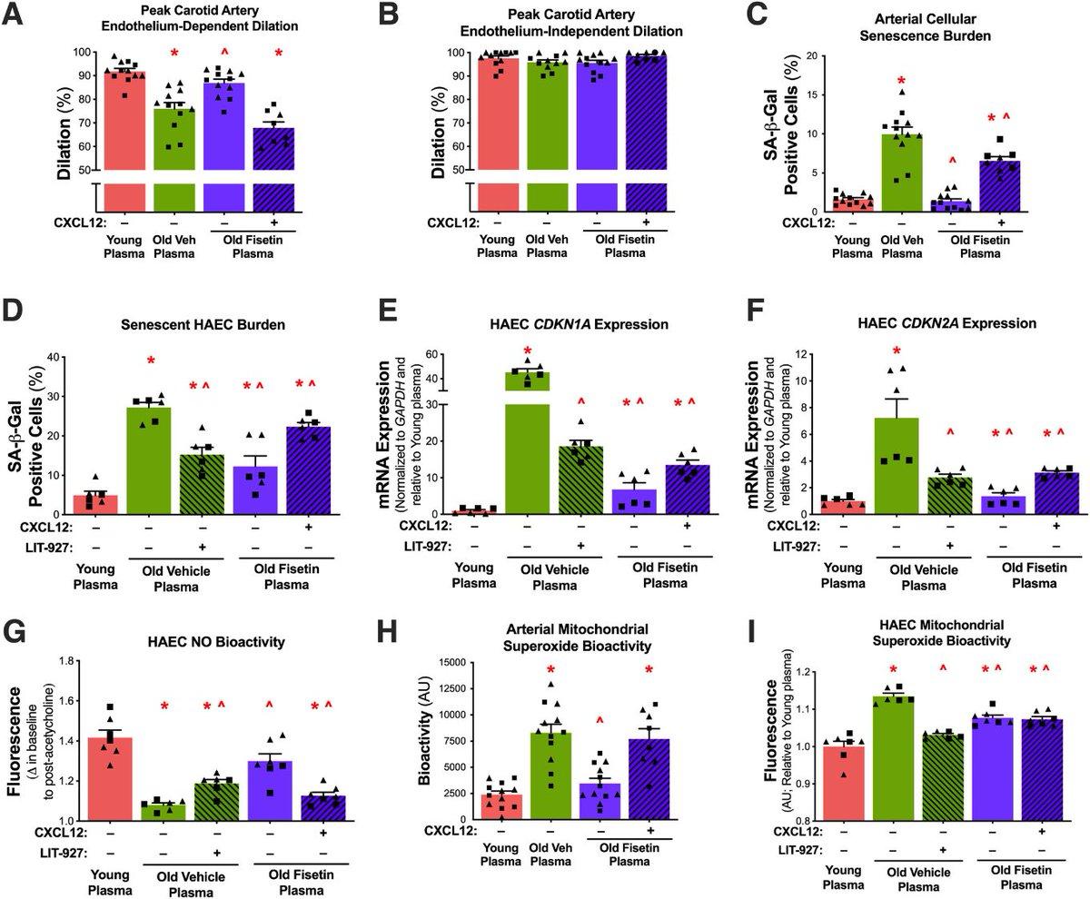 Fisetin Senolytic Restores Aged Endothelial Function via CXCL12
