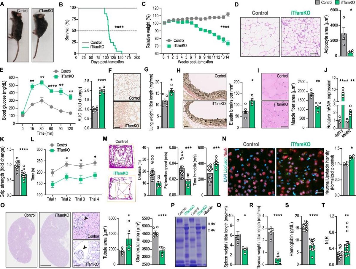 Butyrate Boosts Lifespan in Mitochondrial‑Deficient Mice