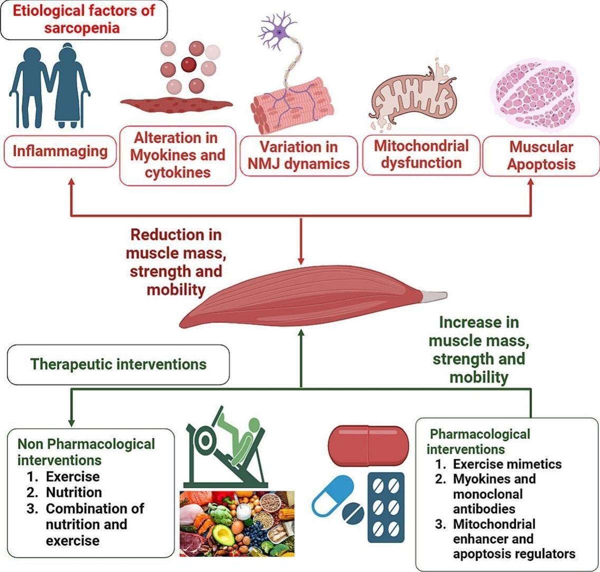 New Therapies Target Age‑related Muscle Loss