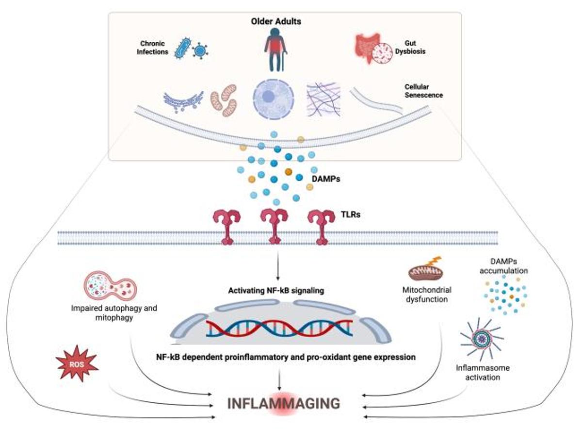Targeting Inflammaging to Predict and Prevent Chronic Disease