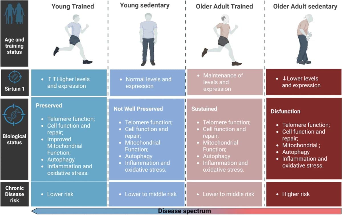 SIRT1 Emerges as Exercise‑driven Exerkine Boosting Longevity