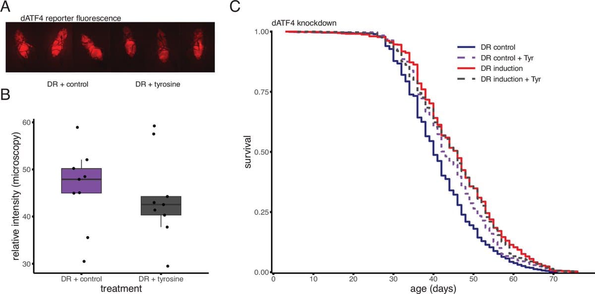 Suppressing GCN2‑ATF4 Pathway Extends Fly Lifespan