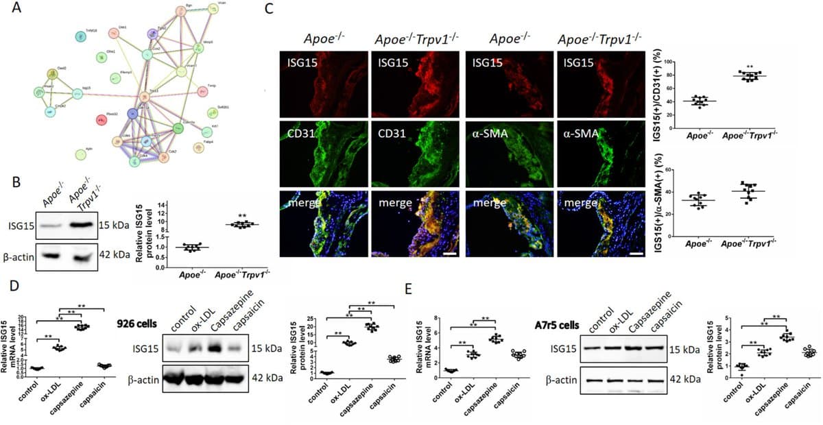 TRPV1 Activation Slows Aortic Aging via ISG15‑p53 Inhibition